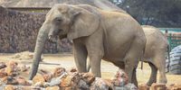 A view of an elephant enclosure at the Johannesburg Zoo. (Photo: Gallo Images / Papi Morake)
