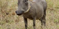 Pensive Warthog Sabi Sands. Image: Peter Brett