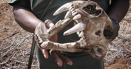 Zoonotic disease: Study warns about cuddling, keeping and slaughtering farmed lions