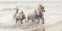 Wild Horses. "When we visited France this summer, we saw the famous white Camargue horses. Their elegance and energy fascinated me so much that I was left speechless." © Matjaž Šimic, Slovenia, Winner, National Awards, Natural World & Wildlife, 2022 Sony World Photography Awards