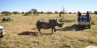 A white rhino stumbles at the effects of a tranquiliser dart before having its horn trimmed, at the ranch of rhino breeder John Hume, in the North West Province. In a bid to prevent poaching and conserve the different species of rhino, the horns of animals are regularly trimmed, a controversial decision where off-cuts are placed on sale at auction. (Photo: Leon Neal/Getty Images)