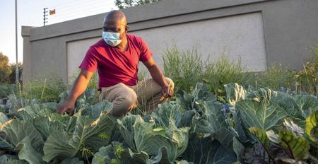 ‘Cabbage Bandit’ case withdrawn: State declines to prosecute pavement gardener