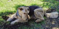 Layla the hopeful Mole catcher and garden destroyer<br>