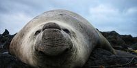 One of the most outstanding features of an elephant seal bull is a large inflatable proboscis which acts a bit like a megaphone to amplify their roars while defending their harems. (Photo: Dylan Seaton)