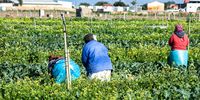 Farmer labours at a Philippi Horticultural Area  on July 05, 2021 in Cape Town, South Africa. It is reported that calls are mounting for the government to prioritise farmers and farm workers in the vaccination rollout to ensure job creation, the continued ensuring of food security and earning foreign exchange.  (Photo by Gallo Images/Ziyaad Douglas)