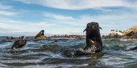 Cape fur seals (Arctocephalus pusillus) swim in the shallows of Seal Island, an important feeding area for white sharks, in False Bay, Cape Town, South Africa, 05 May 2020. (Photo: EPA-EFE/NIC BOTHMA)