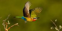 [Beauty in flight - bee eater]. Photographer: [Ross Couper].
