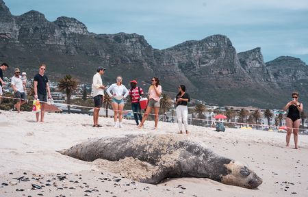 Lone shedding — southern elephant seal picks Camps Bay Beach for her long moult