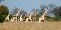 A group of giraffes in the Kwedi concession of the Okavango Delta. (Photo: EPA / Gernot Hensel)