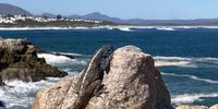 Southern rock agama basking in Hermanus sunshine on the cliff path, this spring afternoon.