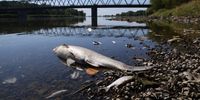 Fish lie dead on the western bank of the Oder River on August 12, 2022 at Hohenwutzen, Germany. Tens of thousands of fish have turned up dead in recent days along the Oder River that forms the border between Germany and Poland. German authorities say they have detected high levels of mercury in the river and suspect a possible industrial accident up stream in Poland as the cause. Meanwhile people are urged not to bathe in nor to let animals drink from the Oder. (Photo by Sean Gallup/Getty Images)