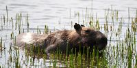 A capybara feeding on some grass in the lake during the second round of the Women's Individual Stroke Play golf on day 13 of the Rio Olympics at the Olympic Golf Course on August 18, 2016 in Rio de Janeiro, Brazil.  (Photo by Ross Kinnaird/Getty Images)