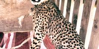 A six-month-old cheetah cub, in the care of Somaliland’s Ministry of Environment and Rural Development and the Cheetah Conservation Fund, en route to Hargeisa, 29 July 2020. The cub was one of eight rescued over three missions in Somaliland in late July. (Photo: Cheetah Conservation Fund)