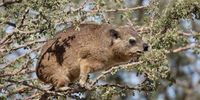 [Hyrax enjoying some Acacia leaves]. Photographer: [Alice Möller]. 