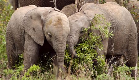 The plight of Zim's 36 baby elephants