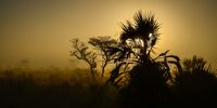 Foggy Sunrise in Tempe Elephant Park. Photographer: Neville Lance