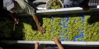 Grape pressing in the evening at Diemersdal Wine Estate in Durbanville, South Africa. (Photo: Gallo Images / Die Burger / Jaco Marais)
