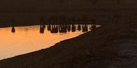 Elephants evening reflections. Photo: Louis von Broembsen</p>
<p>
