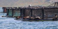 Seals lounge on the cages, enticed by the prospect of an easy meal. Locals worry they will gorge on the local fish population once the nets turn them away. (Photo: Noah Tobias)