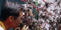 A visitor smells marijuana plants during the Asia International Hemp Expo and Forum 2024 (AIHE) in Bangkok, Thailand, 27 November 2024. The exhibition will take place at the Queen Sirikit National Convention Centre (QSNCC) from 27 to 30 November. AIHE is a trade exhibition for the hemp industry showcasing the latest innovations, technologies, and products from cannabis and hemp-related industries. In 2022 Thailand became the first country in Asia to decriminalise cannabis for medical purposes.  EPA-EFE/RUNGROJ YONGRIT