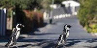 epa08384233 Two African penguins (Spheniscus demersus) cross an empty road during the coronavirus lockdown in the Simonstown suburb of Cape Town, South Africa, 25 April 2020. The date happens to coincide with World Penguin Day. The African penguin, also known as the Cape penguin, is experiencing a rapid population decline and is classified as 'endangered' by the International Union for Conservation of Nature's (IUCN) Red List of Threatened Species. South Africa has imposed a nationwide lockdown until the end of April, when authorities are set to downgrade it to the slightly-less-restrictive Level 4 as part of the government's risk-adjusted strategy to try to stem the spread of the SARS-CoV-2 coronavirus causing the COVID-19 disease.  EPA-EFE/NIC BOTHMA
