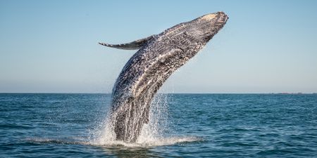 Evidence of iron starvation in sea food chain worries climate and ocean scientists