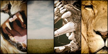 Sacredness vs science in lion conservation: Environment Ministry opens up a very big can of worms