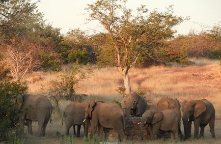 North West trophy hunting, the ghost and the dodgy deal — how Namibian tuskers got to Middle East zoos
