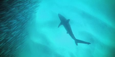 Jaws of life: Saving our amazing sharks