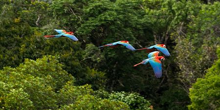 South Africa’s global biodiversity ranks as nothing too special