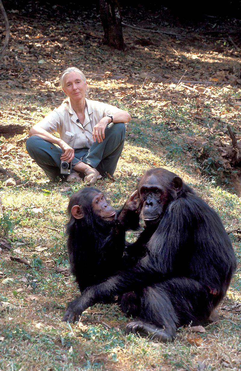 Renowned primatologist and conservationist Jane Goodall dies at 91