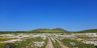 Spring has sprung early - the flower season this year is just amazing! Postberg section of the West Coast National Park, WC. 
