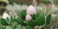 Pink proteas in a garden in Cape Town, South Africa. Image: Laura Flint / Unsplash