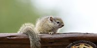 Baby squirrel enjoying the view. Photographer: Gavrielle Kirk-Cohen