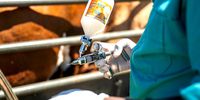 Foot-And-Mouth Disease Vaccination Process In Fisantekraal