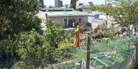 The vegetable  garden in the Bo-Kaap . with the city below Picture Brenton Geach