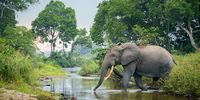 Better data, same emergency — the forest elephant crisis continues
