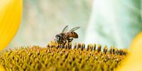 Mid-summer sunflower buzz — getting the job done! Photographer: Tremaine N Theron
