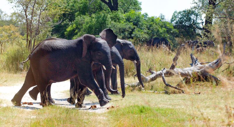 Trees are disappearing in some parts of Kruger, but overall woody cover is on