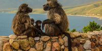 Family outing on False Bay lookout. Photographer: Neville Lance