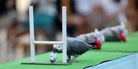 A bird scores a try in a demonstration during a visit to Kakegawa Kachoen on October 10, 2019 in Kakegawa, Japan. (Photo by Dan Mullan/Getty Images)