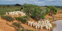 Herding the Martyrsford goats shortly after drought-relieving (no-one here says ‘drought-breaking’) rains. Image: Chris Marais