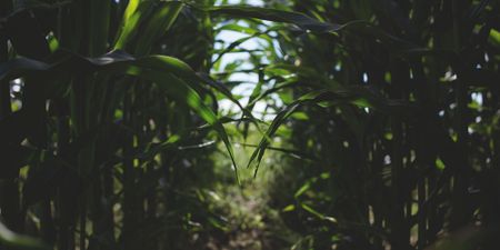 US maize production likely to decline, boosting local prices