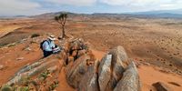 Prof emeritus Timm Hoffman revisited the well known Cornell’s Kop hill on the edge of the |Ai-|Ais Richtersveld Transfrontier Park in the Northern Cape in November 2024 to do a head-count of the critically endangered giant tree aloe forest here, whose numbers continue to dwindle dramatically. (Photo: Leonie Joubert)