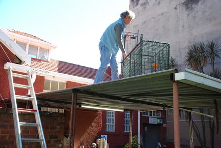 No monkeying about – we have to share with our creature cousins