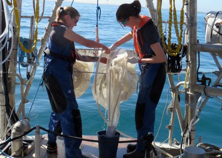 Microbes in African oceans are the service providers and the critical link in the food chain