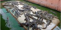 Overcrowded, unhygienic and inadequate conditions at a crocodile farm with over 50,000 crocodiles in Thailand. (Photo: World Animal Protection)