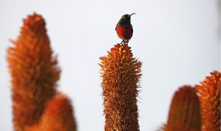 Birds’ feeding habits are affected by their personality and self-control – new research