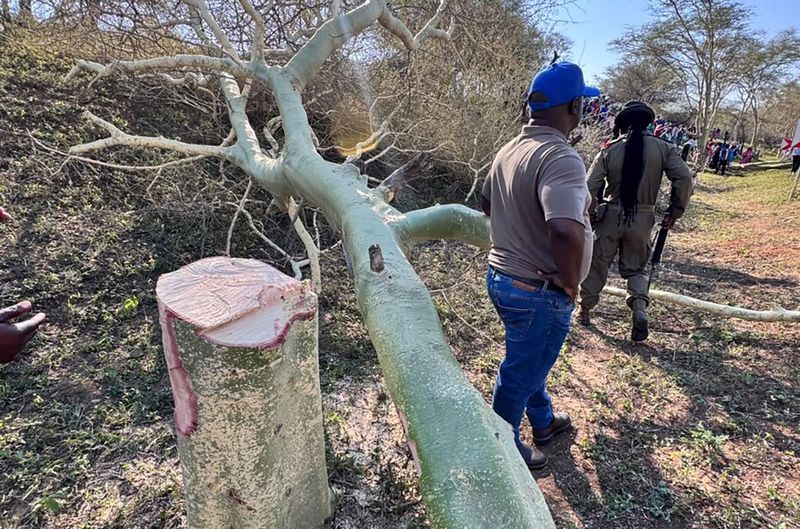 Over 50 âland invadersâ arrested after iSimangaliso road block and fever tree felling
