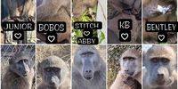 An image from the Stormberg Facebook site of some of the baboons at the sanctuary. 